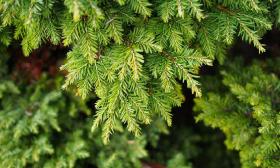Phòng xông hơi gỗ thông Hemlock cao cấp - Xu hướng thiết kế mới
