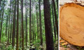 Gỗ HINOKI - Dòng gỗ cao cấp biểu tượng của gỗ Nhật Bản